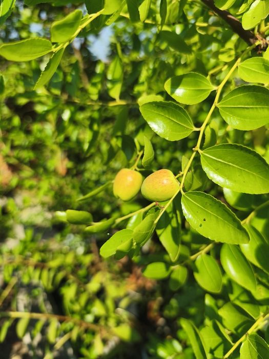Árvores frutíferas exóticas e tropicais