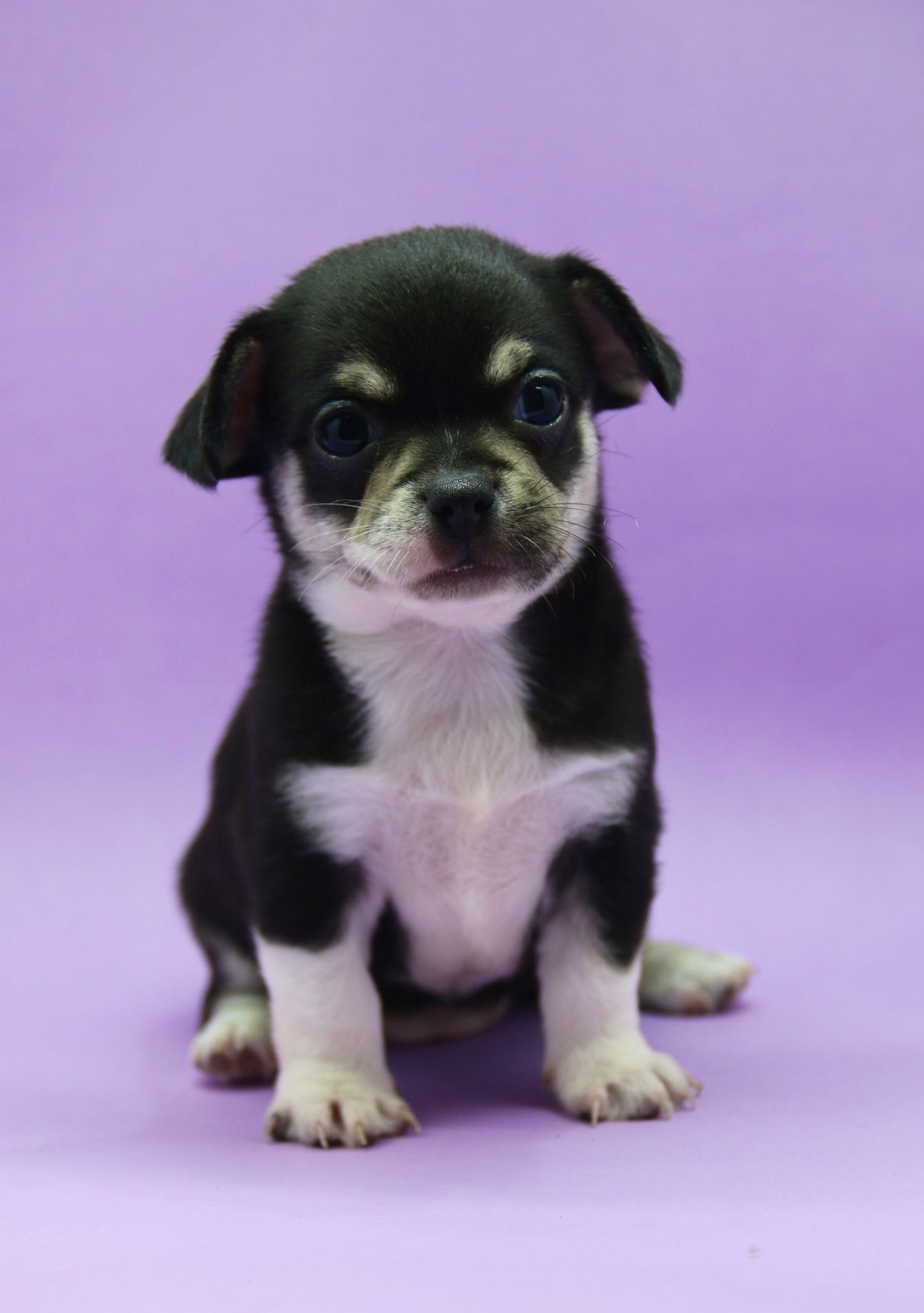 Chihuahuas brevemente
