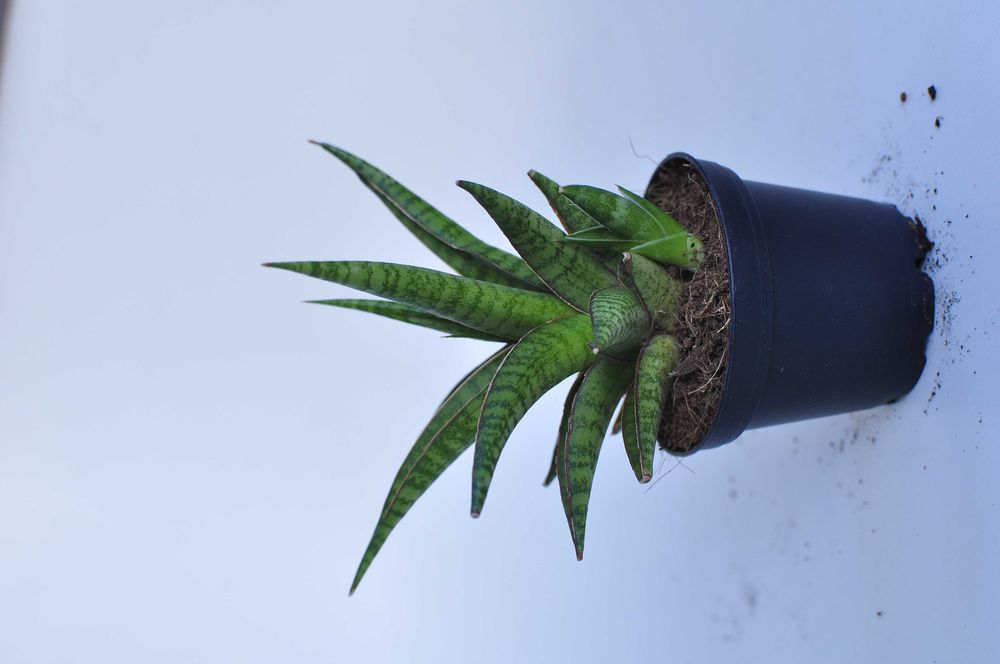 Sansevieria ''Boogie Woogie'' - dwie do wyboru