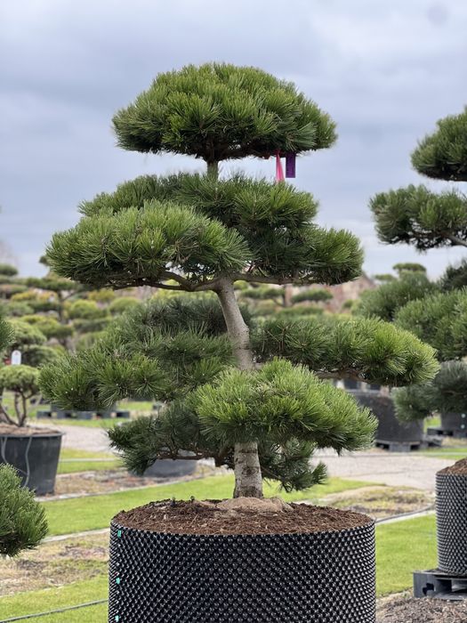 Bonsai Niwaki sosna duże drzewa formowane