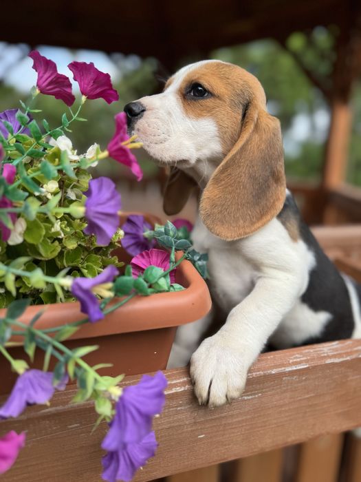 Cudowna mocnej budowy sunia Beagle z rodowodem