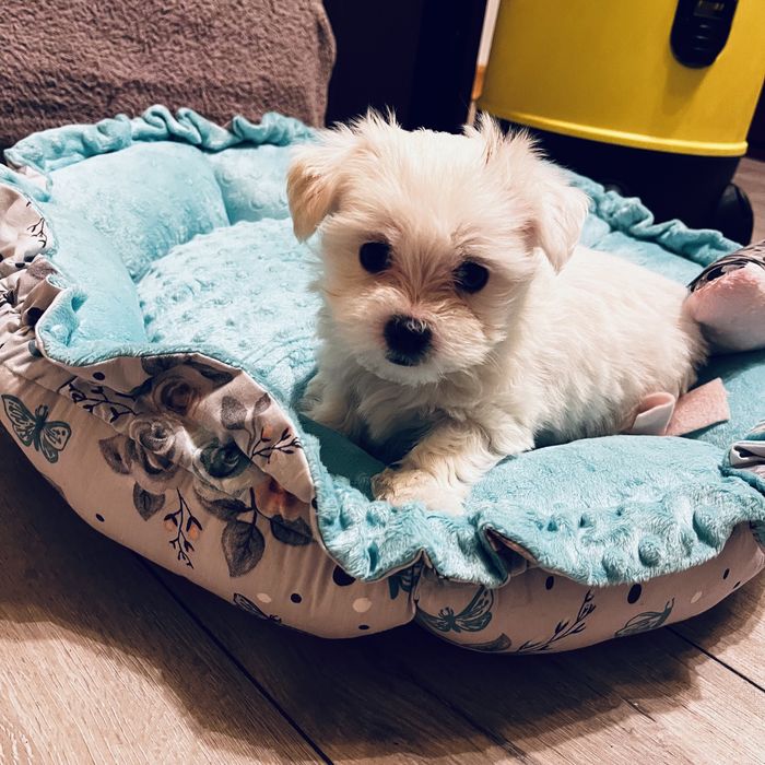 Maltańczyk miniaturka