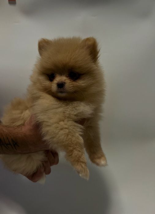 Szpic miniaturowy-pomeranian