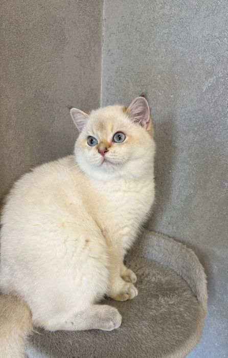 Prostoucha szkocka kotka