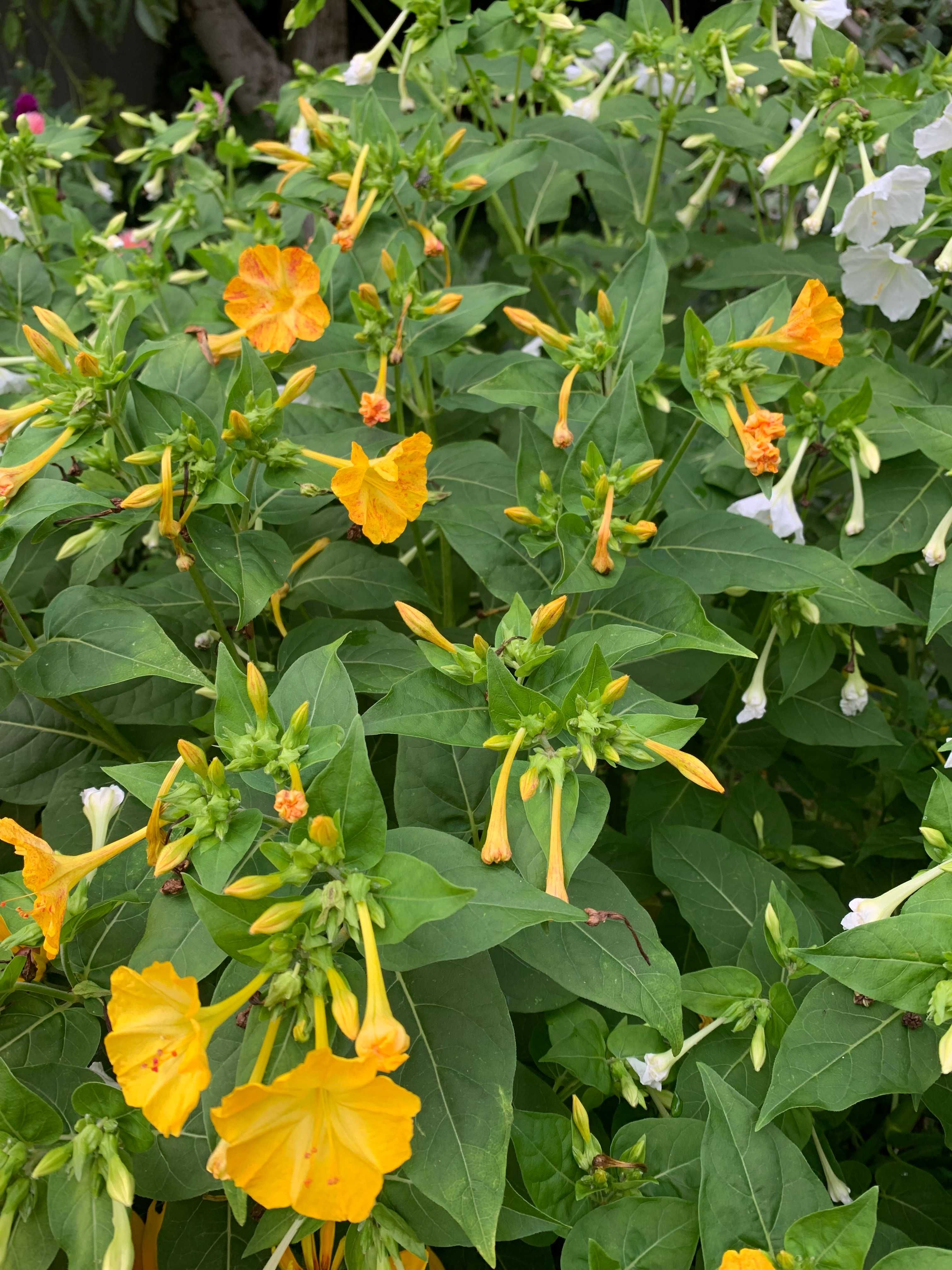 Dziwaczek wielobarwny Jalapa mix - nasiona 2024r.