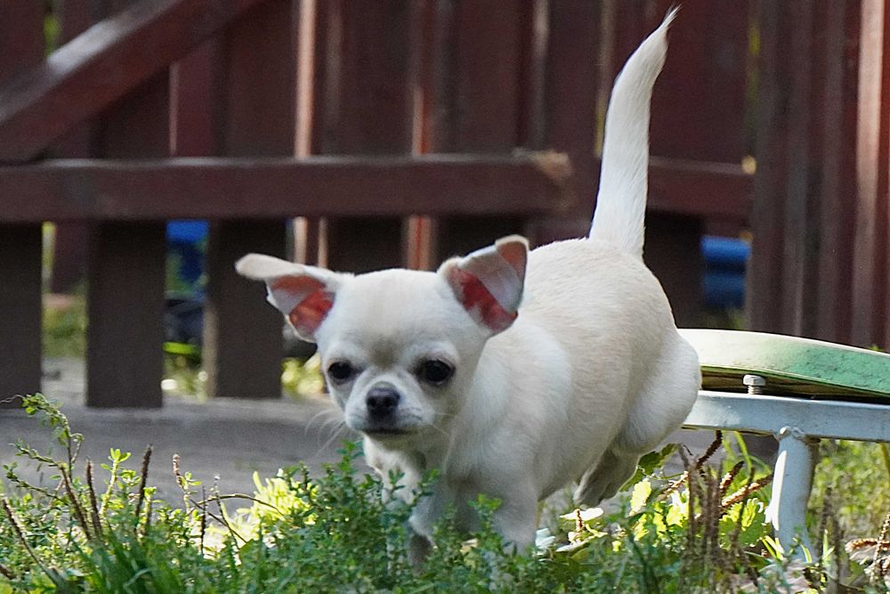 Chihuahua suczka szczeniak