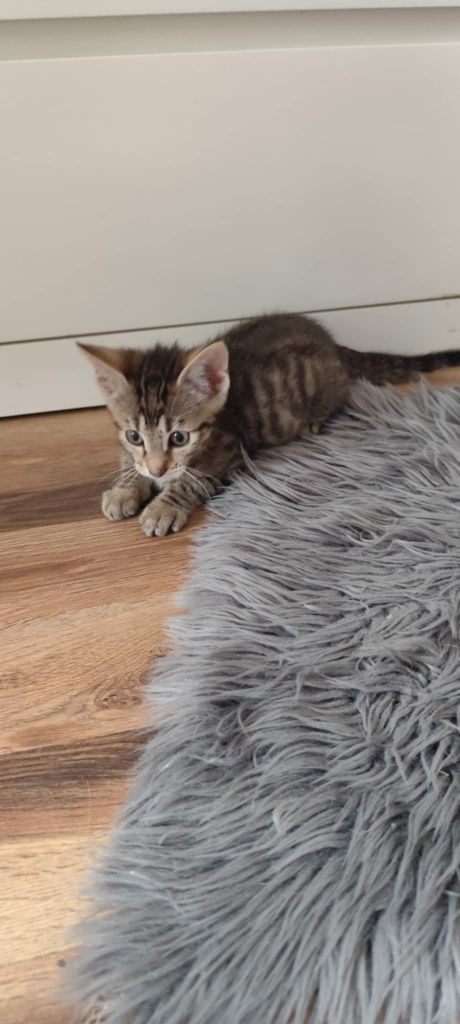 Kociak Joshua do adopcji od zaraz cudo