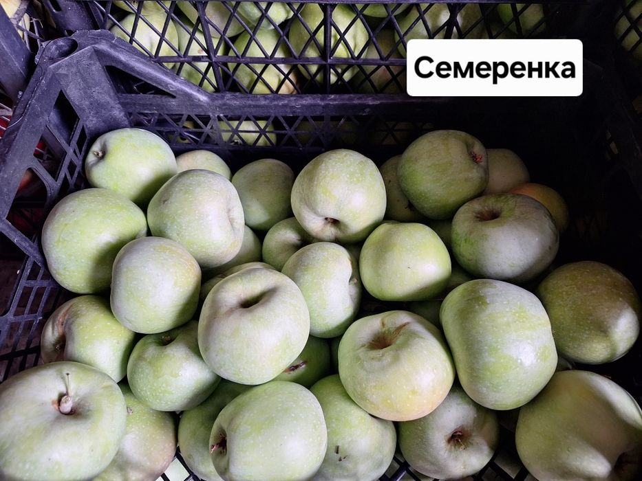 Продам домашні яблука