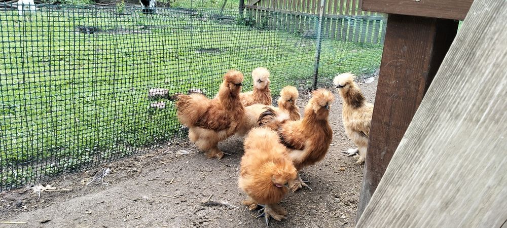 Silki kurki i koguty