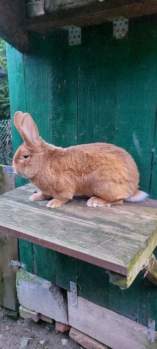 Sprzedam młode króliki burgundzkie