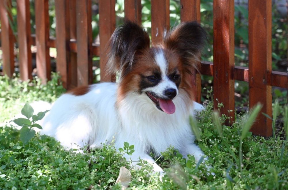 Подрощенный щенок папильон , питомник КСУ (FCI)