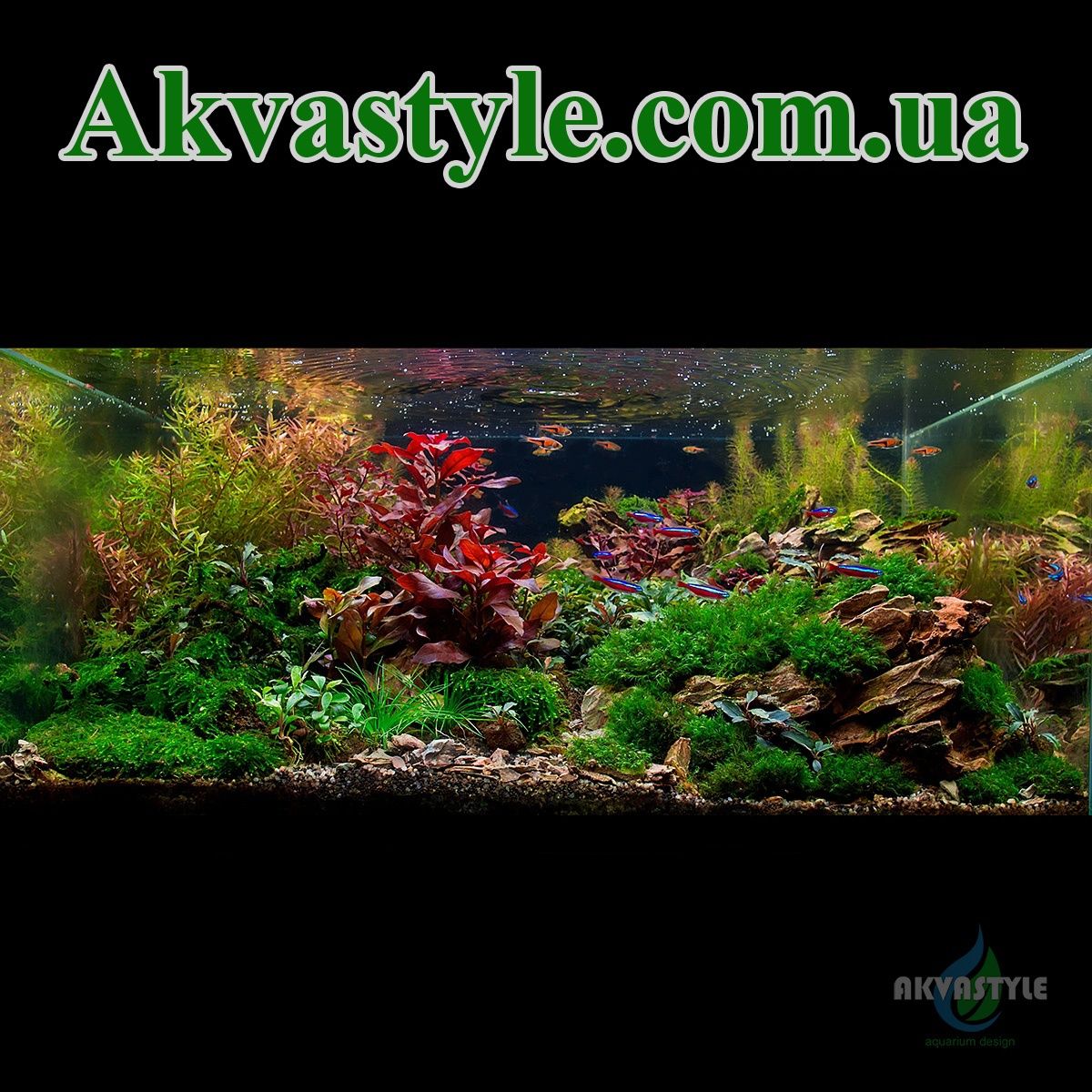 Рослини та декор для акваріума. Буцефаландри, мохи, папороті, анубіаси