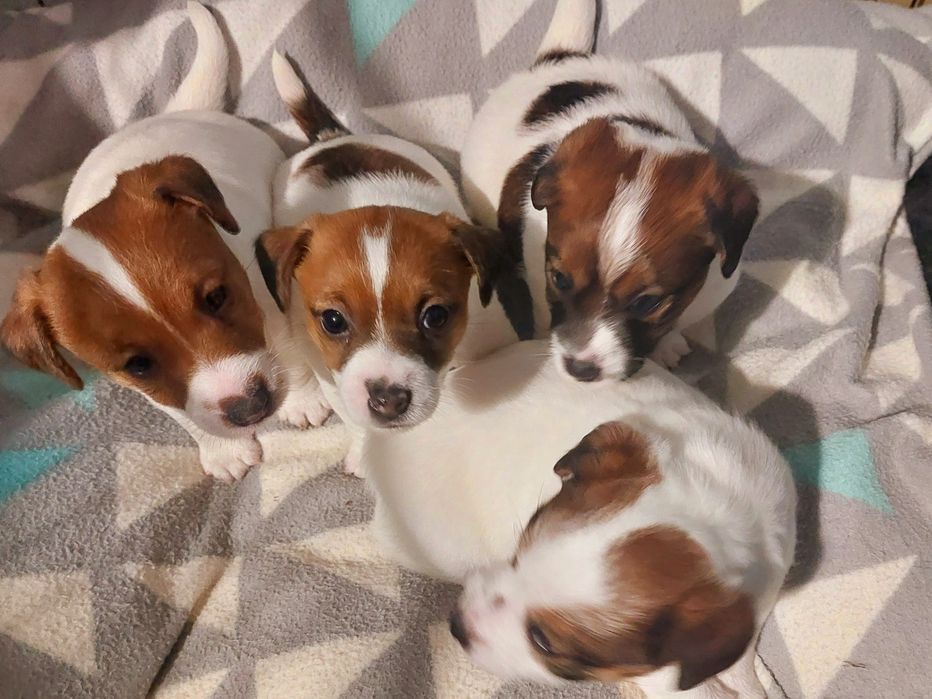 Jack Russell Terrier