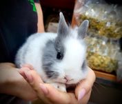 Królik Miniaturka- TINA ZOO ZABRZE