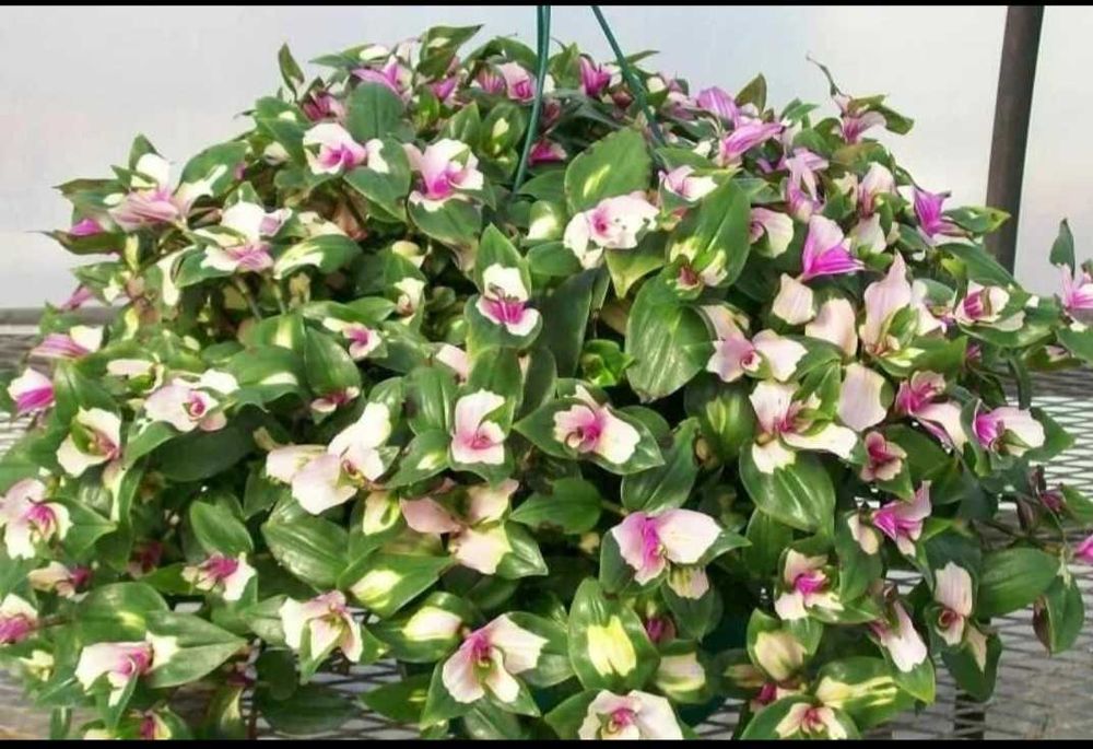 Черенки традесканции невеста