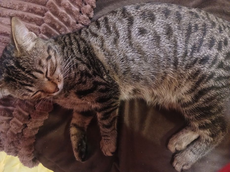 Кошенята бомбейської кішки