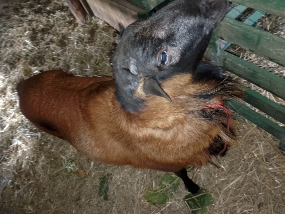 Sprzedam barana kamerunke