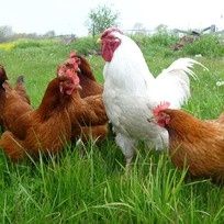 Інкубаційне яйце різного напрямку індиків гусей качок курей