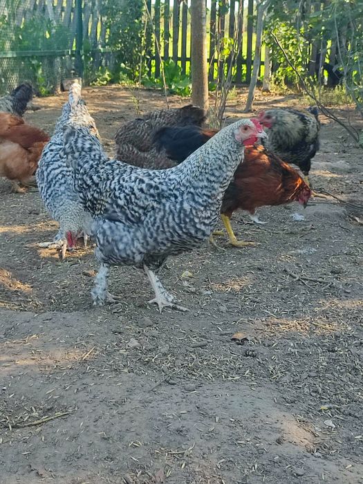 Продам молодих півнів