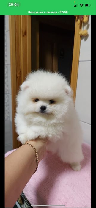 Супер мальчик  белоснежный померанский шпиц