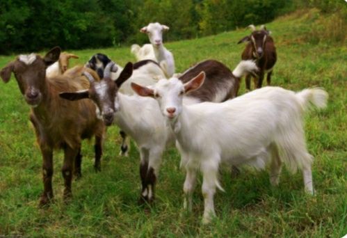 Срочно!!!  высокоудойные продуктивные козочки!!