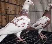 pombos meulemans