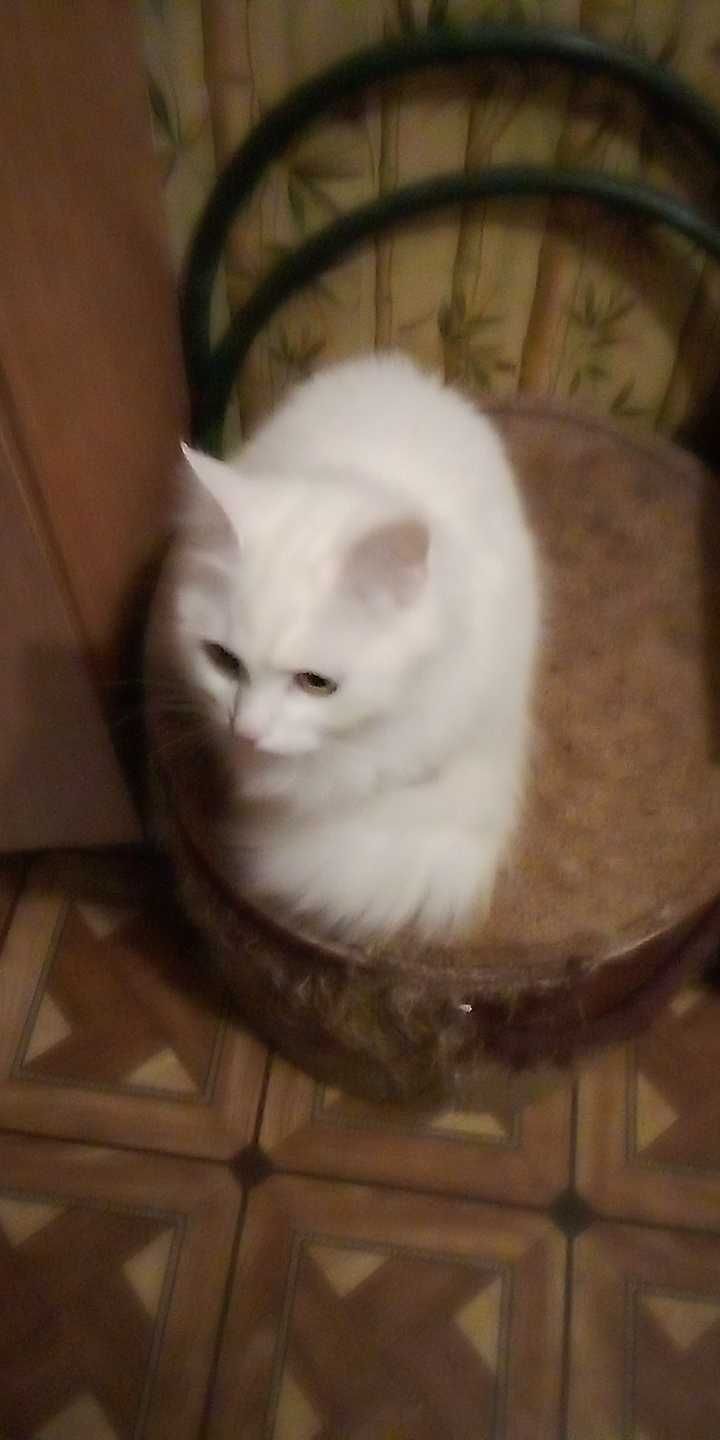 Віддамо в добрі руки