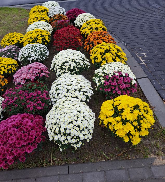 Chryzantemy na groby