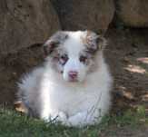 Border Collie cudowny chłopiec .