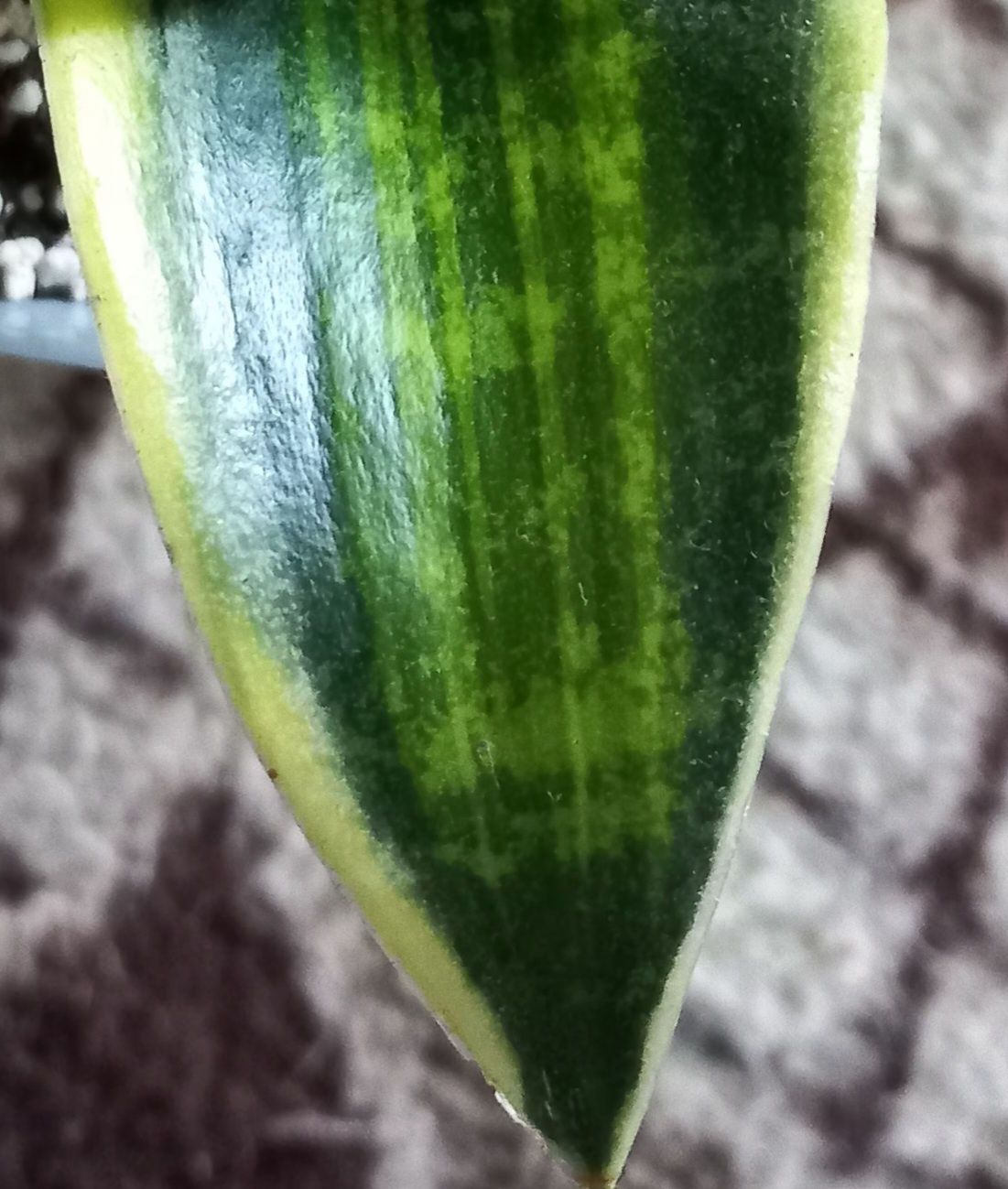 Sansevieria green moulde