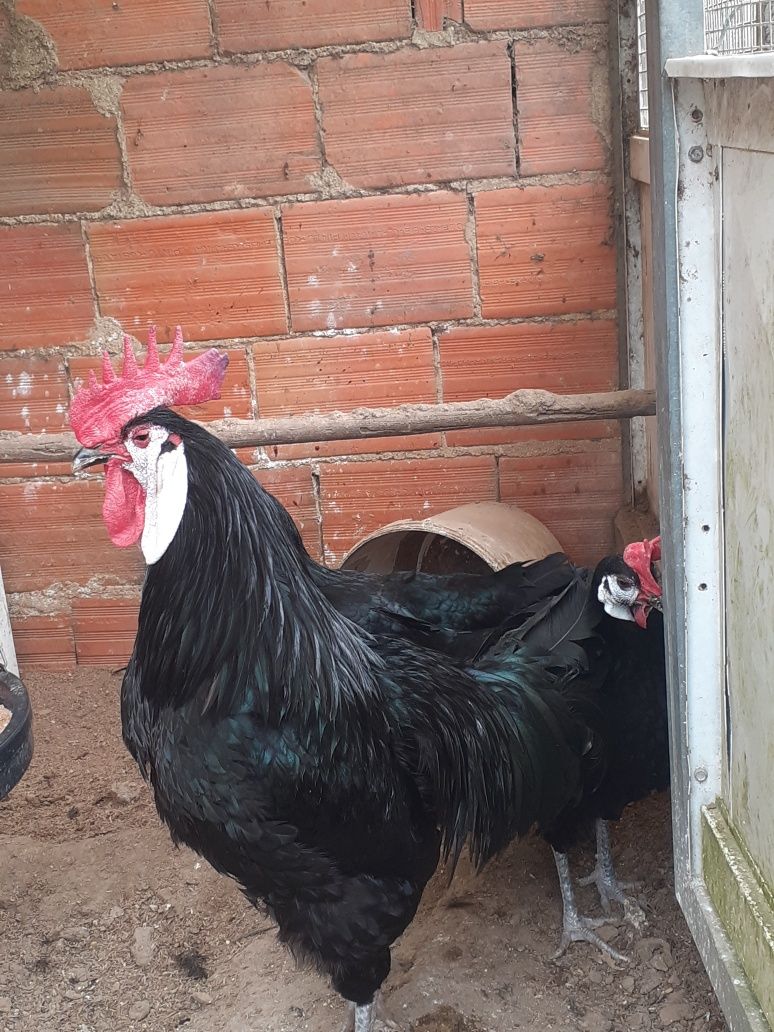 Trio de galinhas caras de palhaço/branca