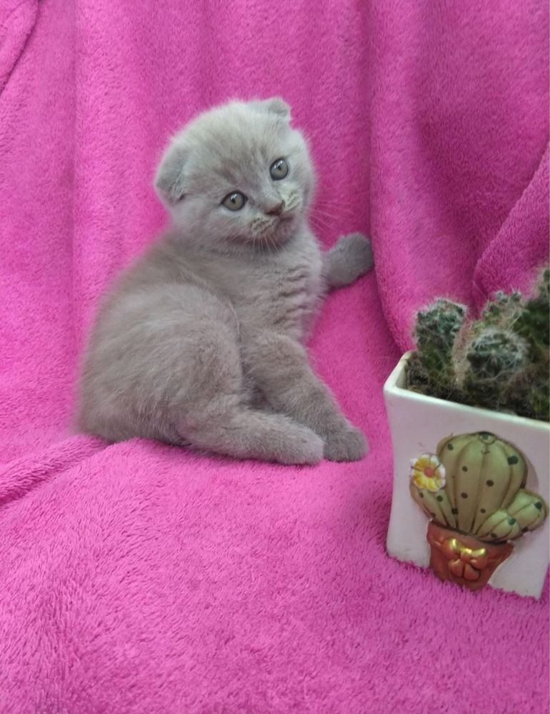 Шотландські кошенята
