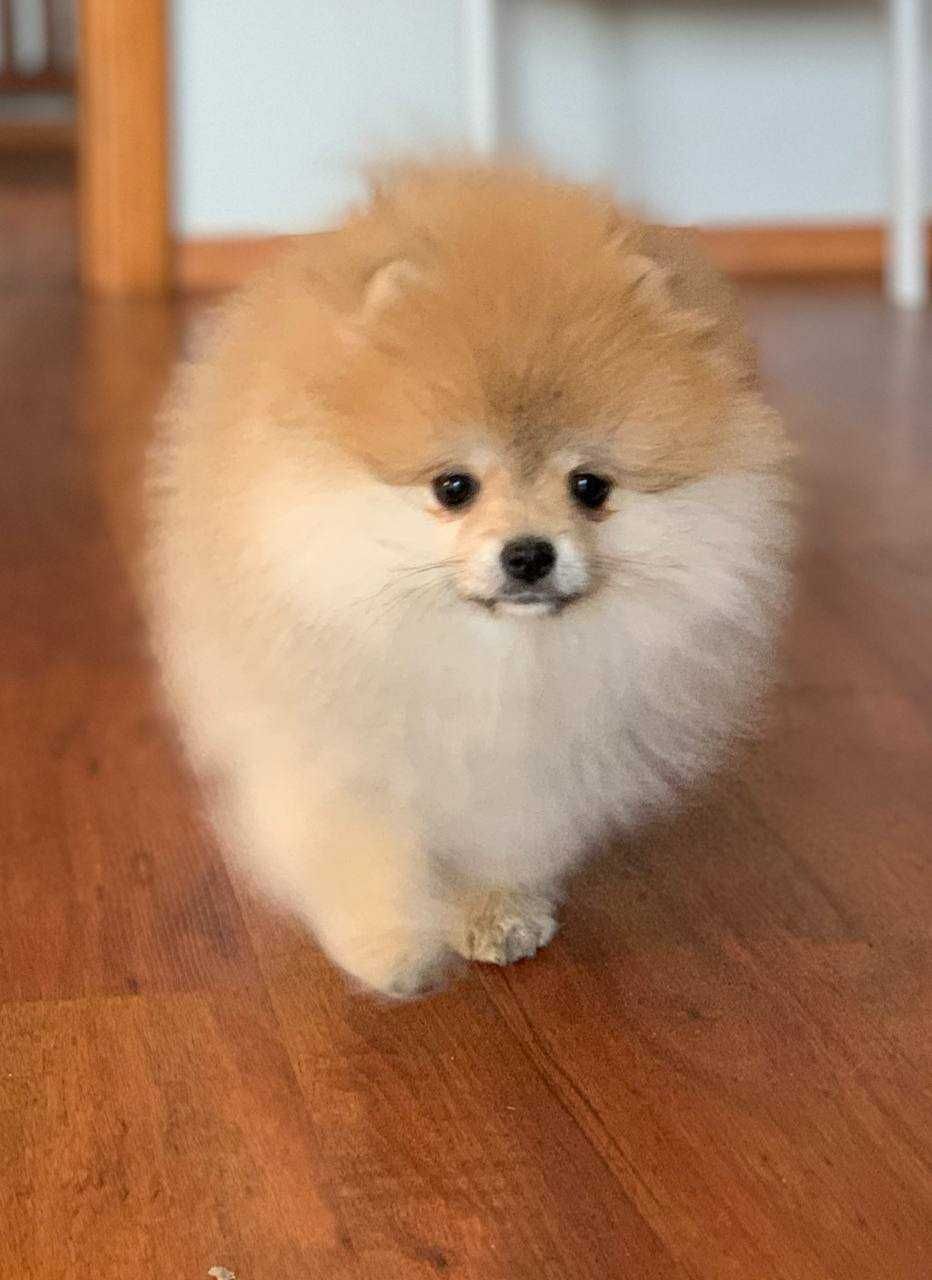 Bardzo miły chłopak pomeranian