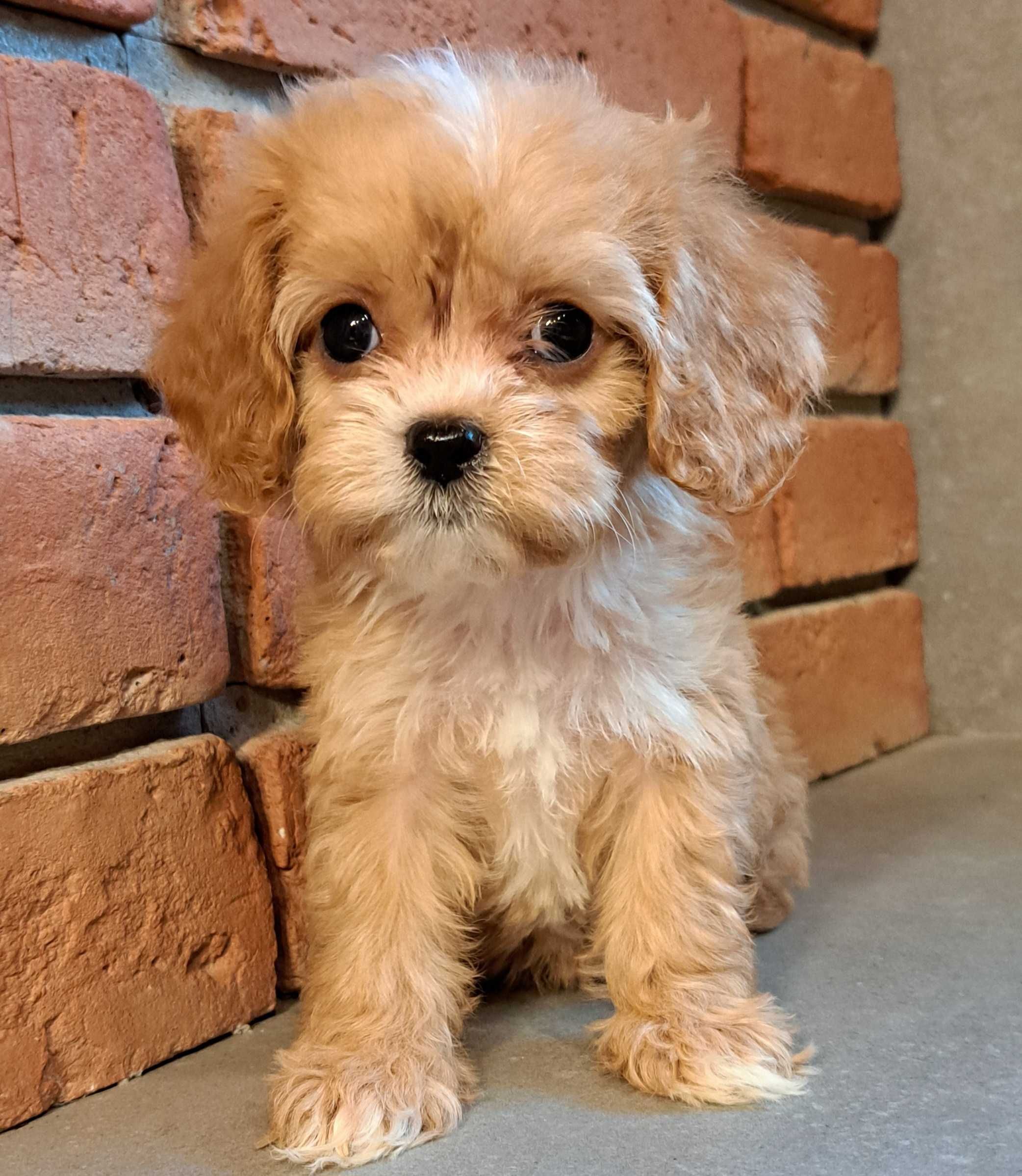 Cavapoo piękna mini  xxs dziewczynka Kiara do odbioru