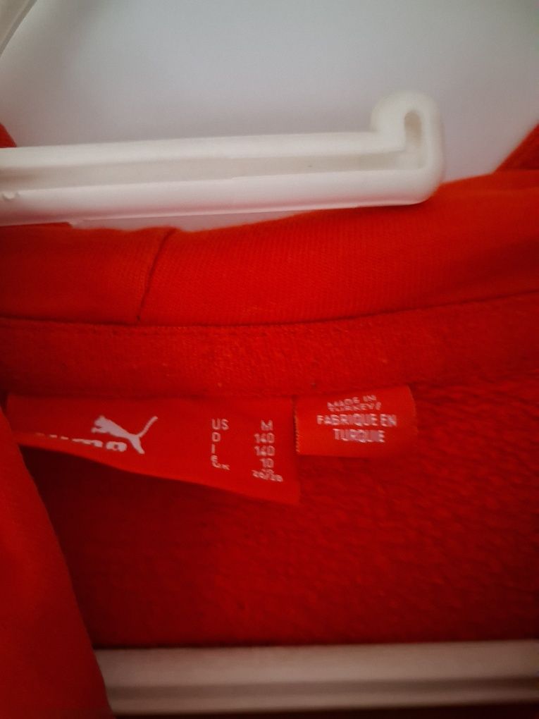 Czerwony kangur Puma