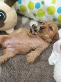 Cocker spaniel angielski złota suczka