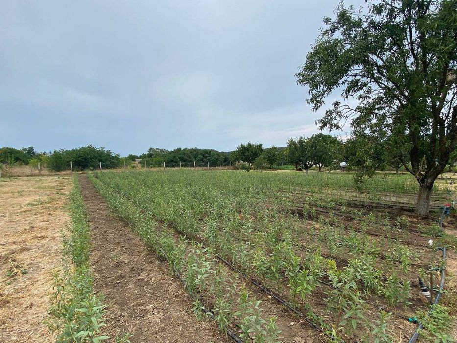 Подвой миндаля горького