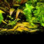 Krewetki neocaridina YELLOW