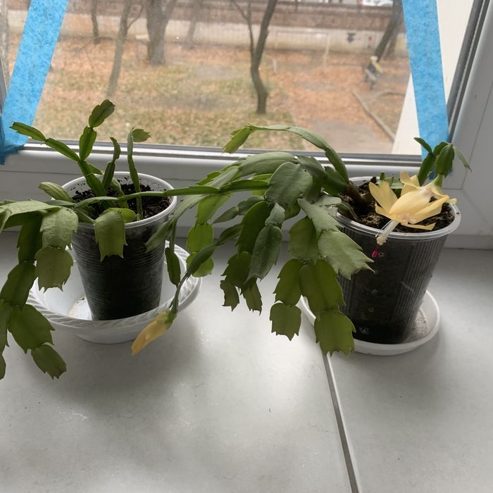 Рождественник