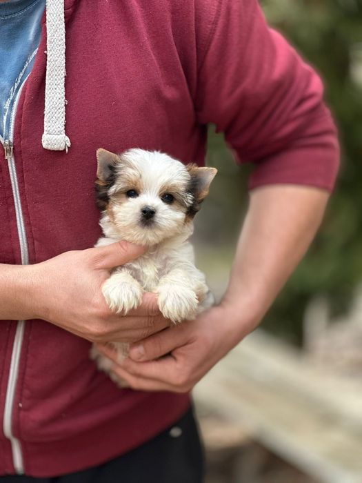 Бівер йорк собачка мрія. Є дівчатка і хлопчики