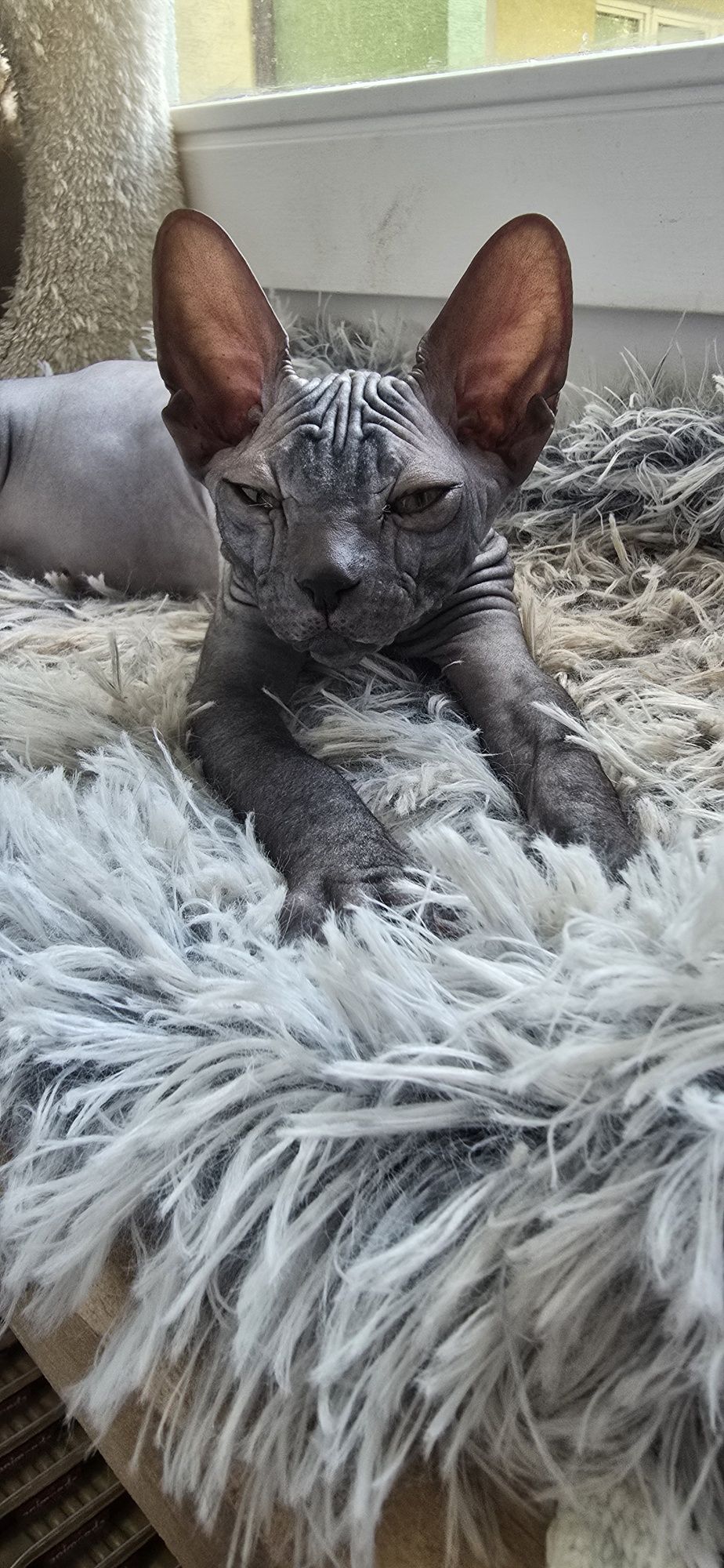 WCF DON Sphynx kotek