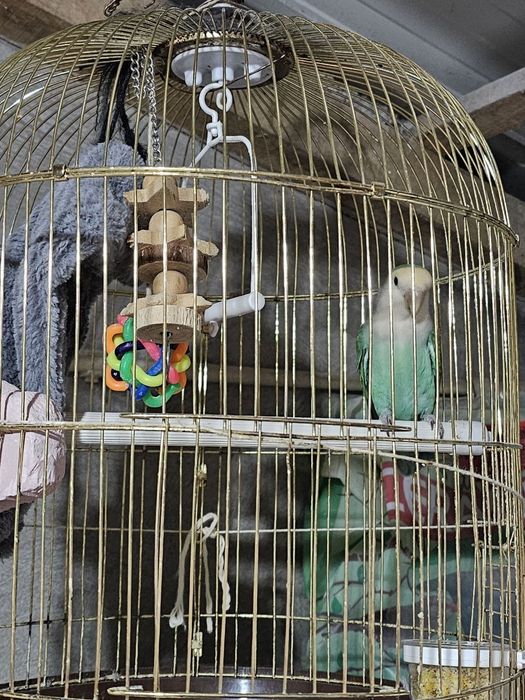 Agapornis domesticado