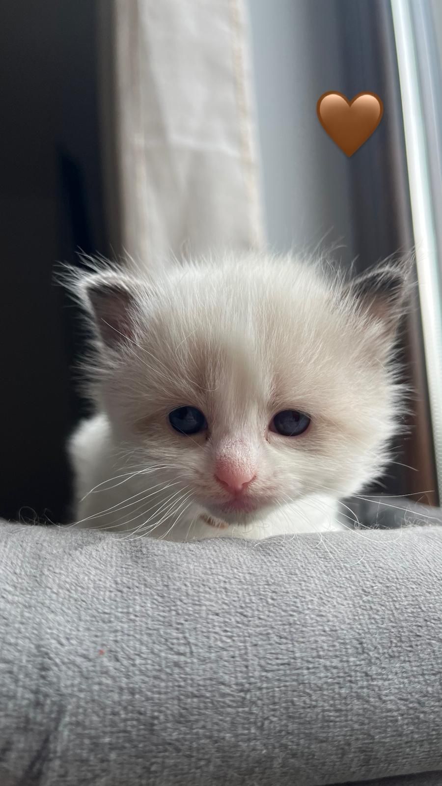 Ragdoll kotka kocur