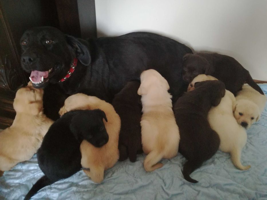 Labrador dorosły piesek