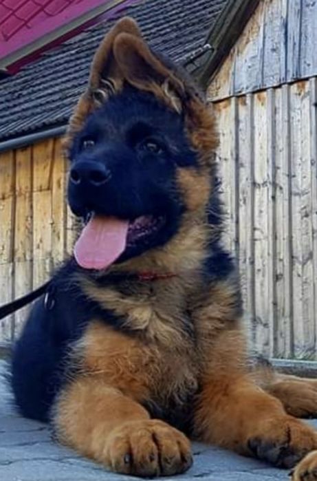 Owczarek niemiecki krótkowłosy FCI ZkwP