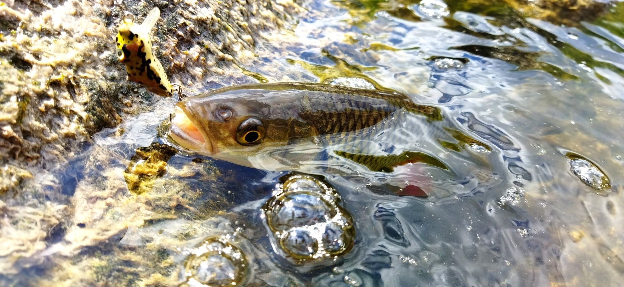 MIKRUS - wobler na Klenia, Jazia, Okonia