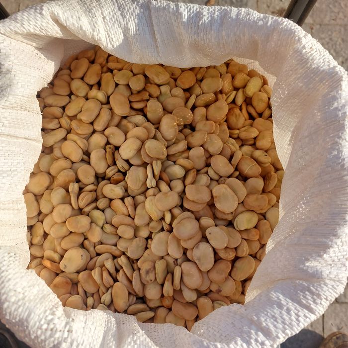 Bób Bizon - nasiona do sadzenia, świeży zbiór 2025