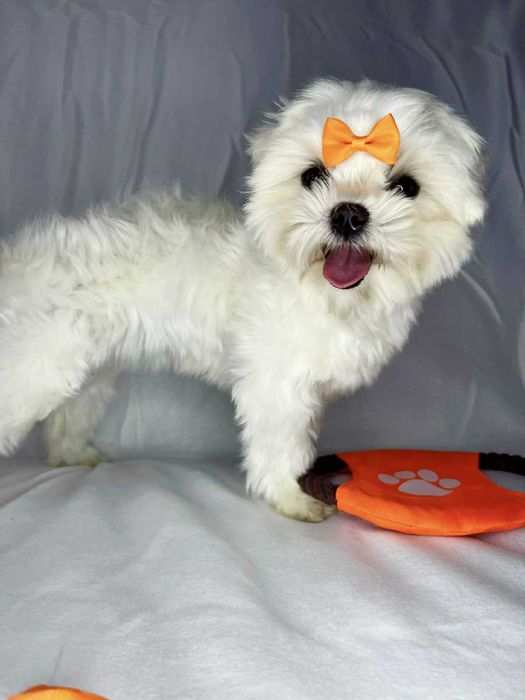 Maltańczyk Suczka na kolanka