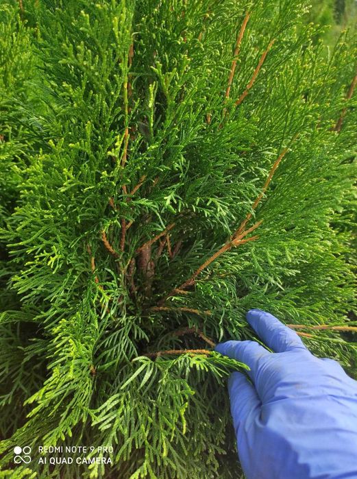 Tuja Szmaragd Produkt z Polski WYPRZEDAZ