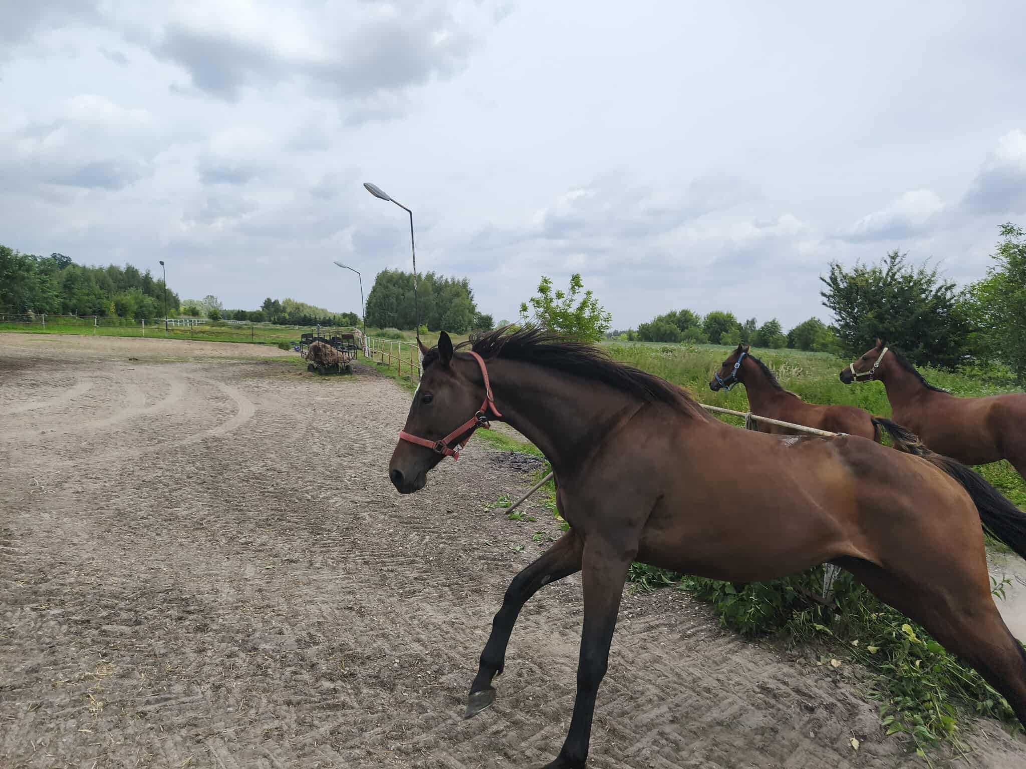 Koń klacz pełnej krwi angielskiej